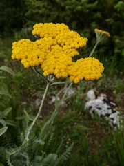 Achillea clypeolata