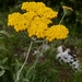 Achillea clypeolata - Photo (c) Jakob Fahr,  זכויות יוצרים חלקיות (CC BY-NC), הועלה על ידי Jakob Fahr