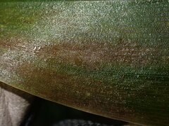 Botrytis convallariae