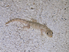 Mediodactylus danilewskii