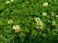 Trifolium repens
