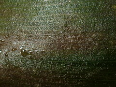 Botrytis convallariae
