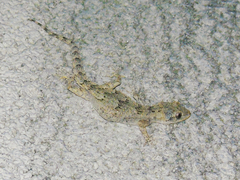 Mediodactylus danilewskii