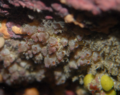 Stolonica australis