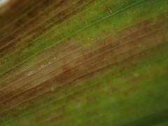 Botrytis convallariae