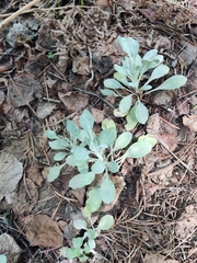 Packera candidissima