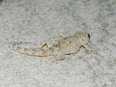 Mediodactylus danilewskii