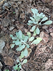 Packera candidissima