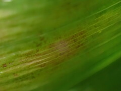 Botrytis convallariae