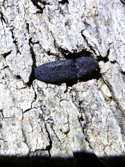 Lacon punctatus