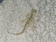 Mediodactylus danilewskii