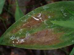 Botrytis convallariae