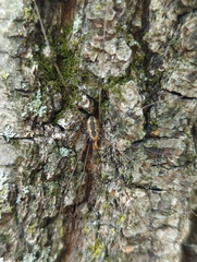 Mitopus morio