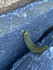 Insecta