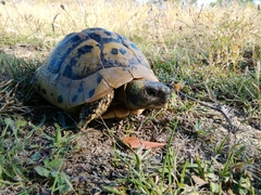 Testudo hermanni