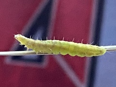 Insecta