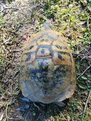 Testudo hermanni