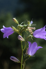 Campanula martinii