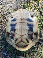 Testudo hermanni