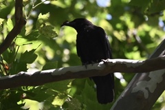 Corvus brachyrhynchos brachyrhynchos