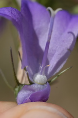 Campanula martinii
