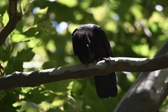 Corvus brachyrhynchos brachyrhynchos