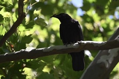 Corvus brachyrhynchos brachyrhynchos