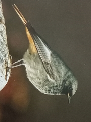 Phoenicurus ochruros