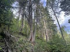 Pseudotsuga menziesii