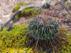Echinofossulocactus ochoterenaus