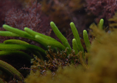 Caulerpa brownii