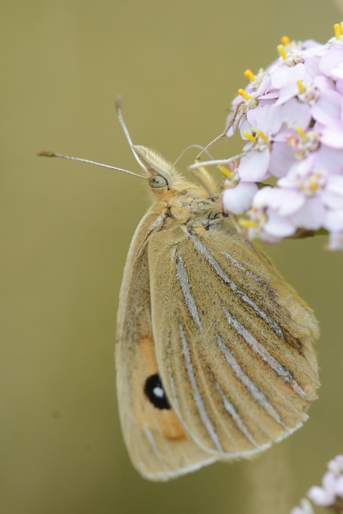 A NZ common tussock butterfly