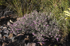 Indigofera pilgeriana