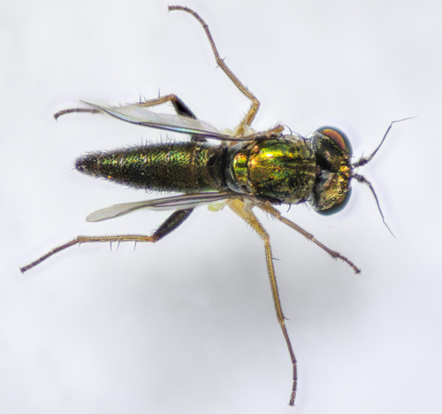 Fly