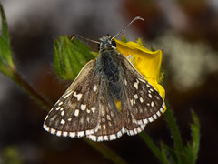 Pyrgus sidae