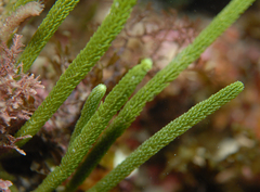 Caulerpa brownii