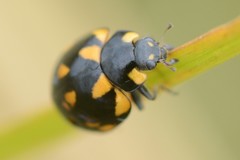 Coccinella leonina