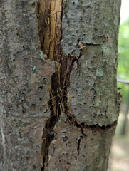Mitopus morio