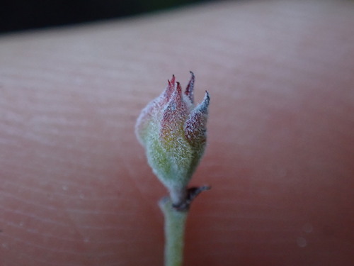 Image of Indigofera concava by (c) Ren Hoekstra, some rights reserved (CC BY)