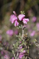 Indigofera pilgeriana
