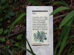 Vaccinium calycinum