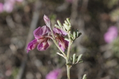 Indigofera pilgeriana