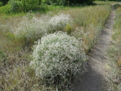 Gypsophila altissima