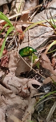 Protaetia speciosissima