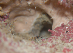 Trianectes bucephalus