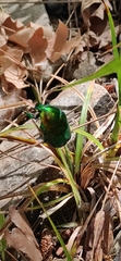 Protaetia speciosissima