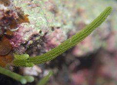 Caulerpa brownii