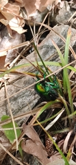 Protaetia speciosissima
