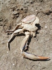 Callinectes sapidus