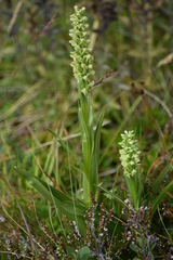 Platanthera hyperborea